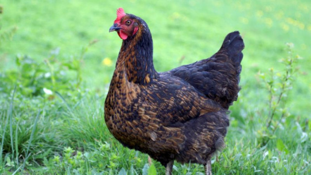 Евакуираха кокошки и зайци от животновъдна ферма в Неделино  съобщава